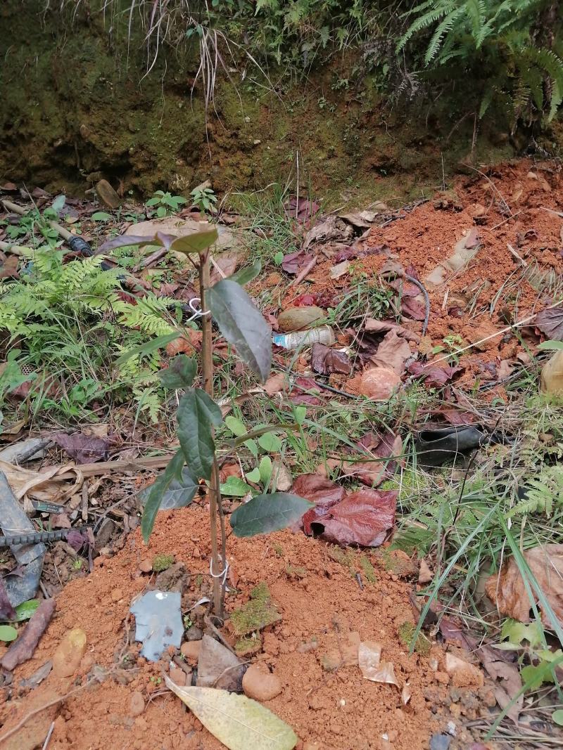 精品中药材半边枫苗，基地直供，观赏药用价值高，适合山上