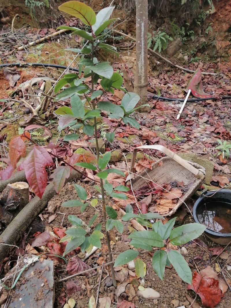 精品中药材半边枫苗，基地直供，观赏药用价值高，适合山上