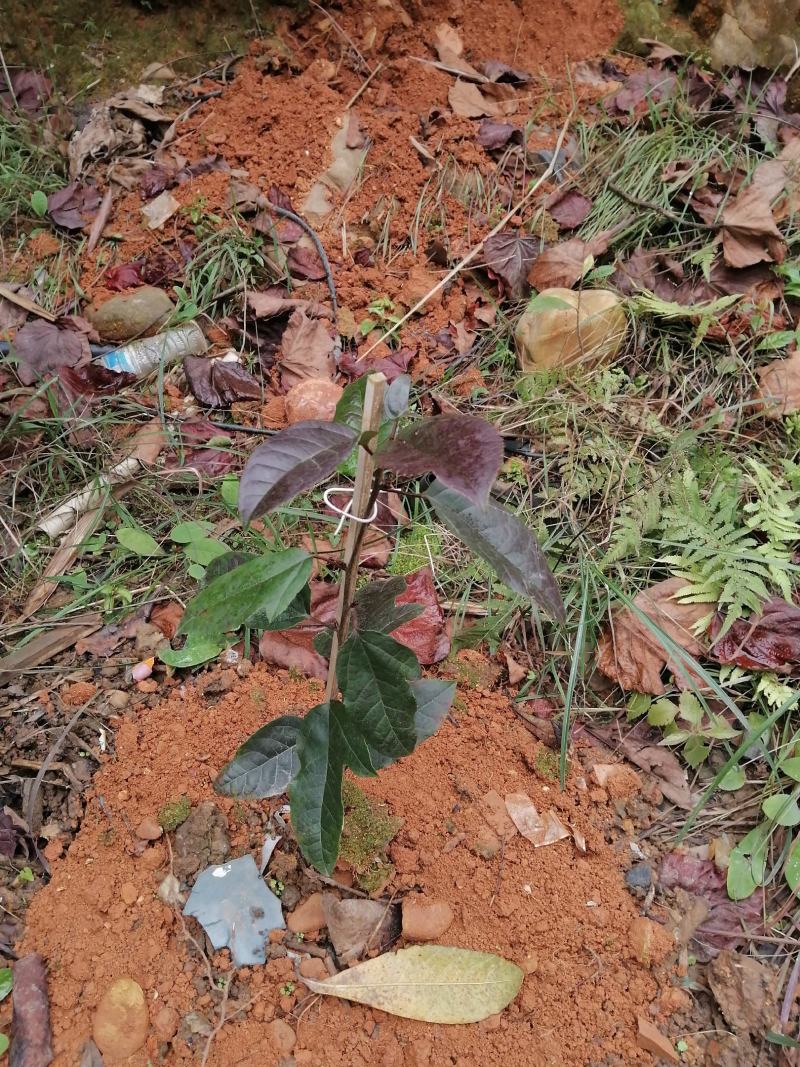 精品中药材半边枫苗，基地直供，观赏药用价值高，适合山上