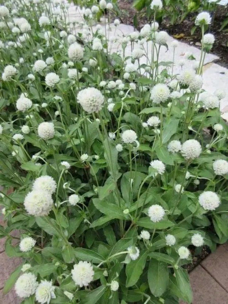千日红/千日紫种子花期长易种植花坛花海景观绿化花卉种子