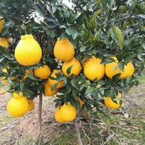 柠檬不知火柑橘苗，晚熟品种，四月中旬上市。脆甜，宜运输。