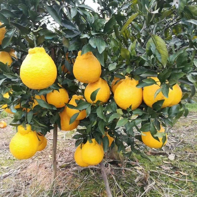 柠檬不知火柑橘苗，晚熟品种，四月中旬上市。脆甜，宜运输。