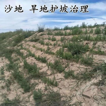 碱蓬草种子盐荒菜荒碱菜盐地花草种子沙地荒地植物耐盐碱土壤