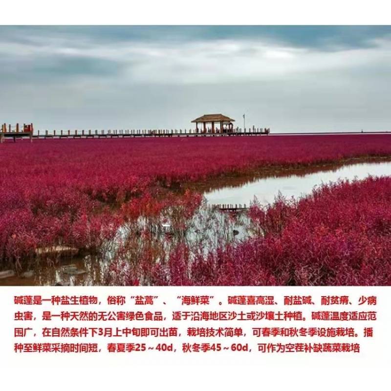 碱蓬草种子盐荒菜荒碱菜盐地花草种子沙地荒地植物耐盐碱土壤