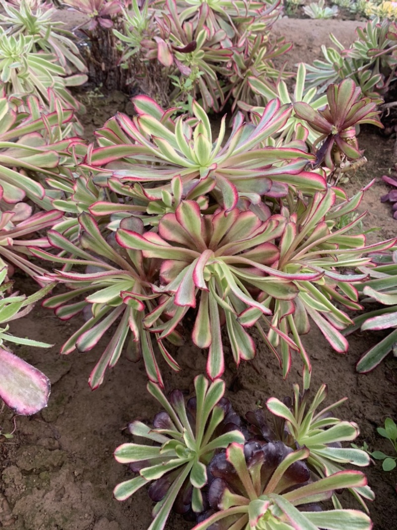 老桩红覆轮初见多肉植物法师基地尺寸大状态好