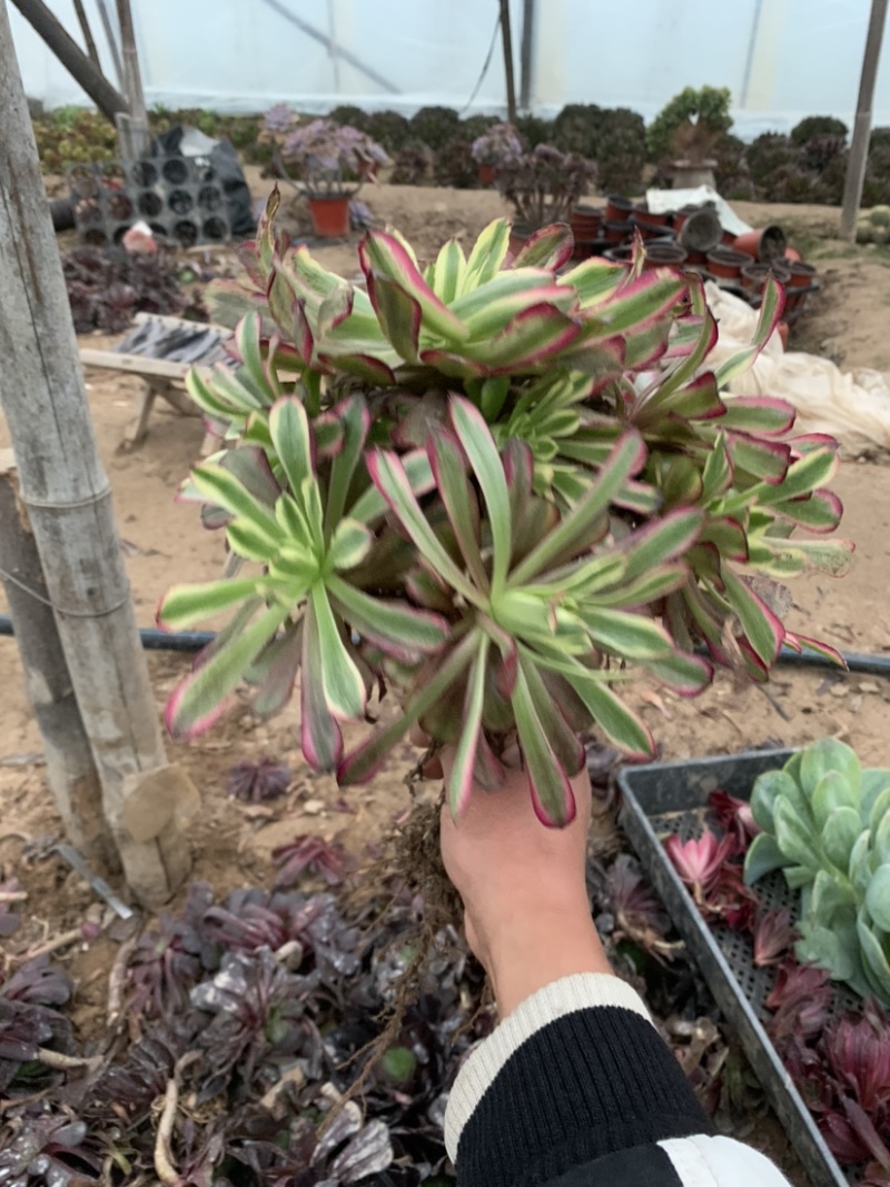 老桩红覆轮初见多肉植物法师基地尺寸大状态好