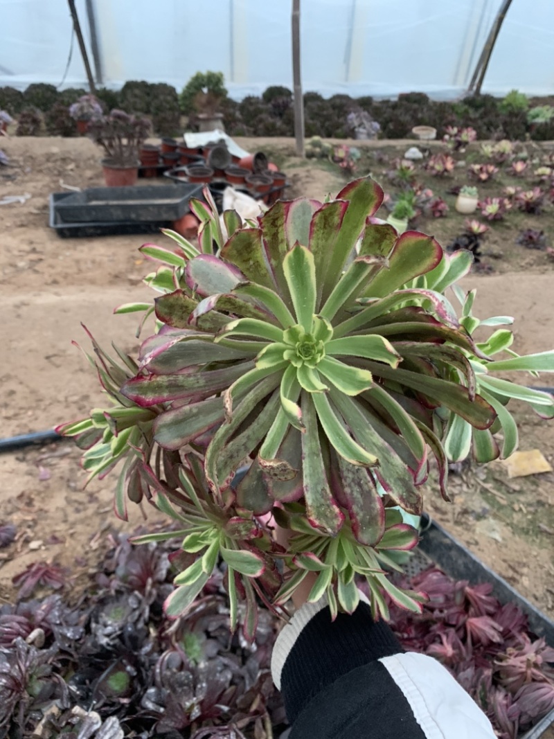 老桩红覆轮初见多肉植物法师基地尺寸大状态好