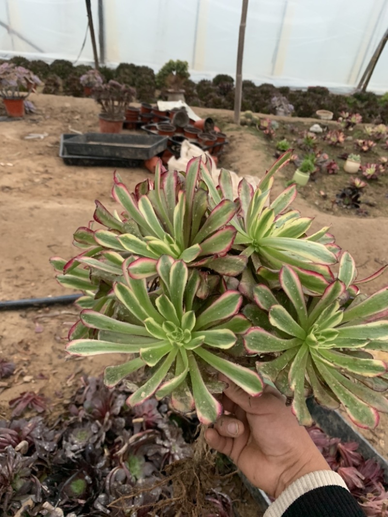 老桩红覆轮初见多肉植物法师基地尺寸大状态好