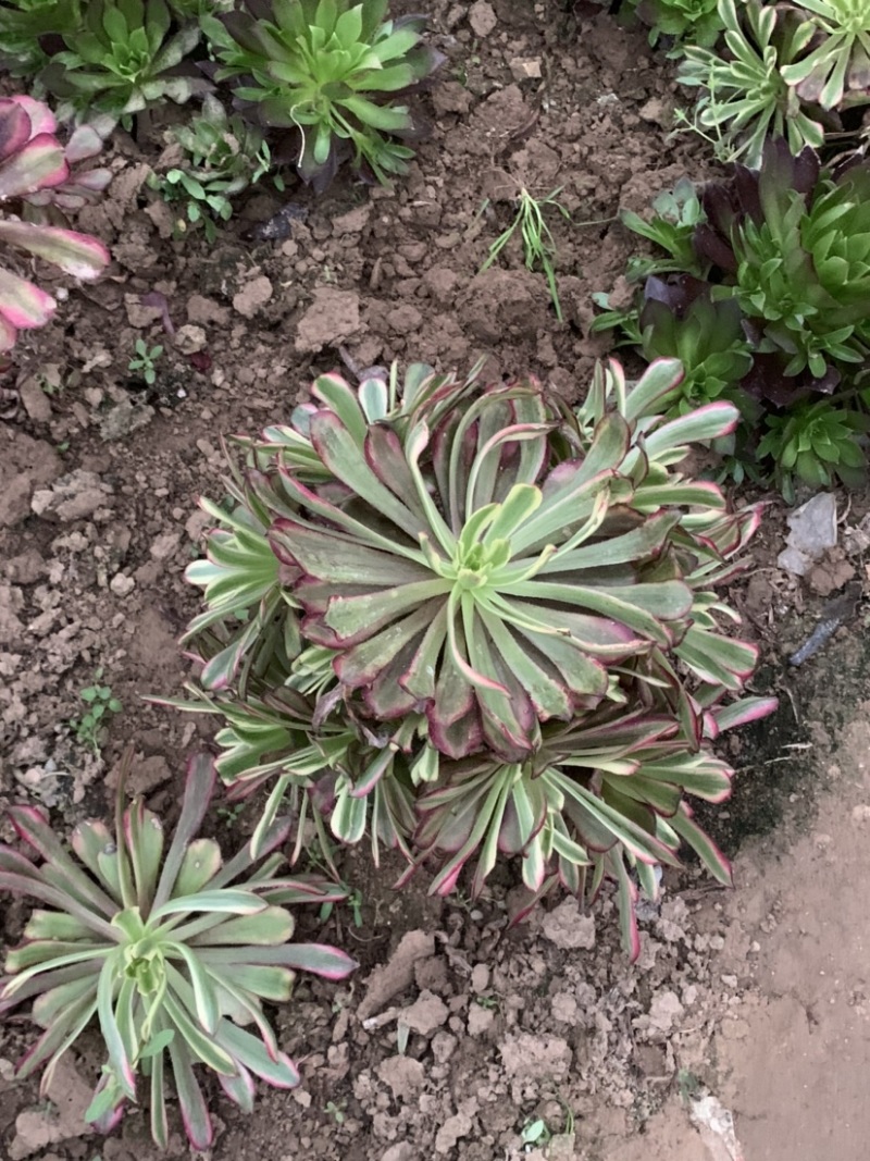 老桩红覆轮初见多肉植物法师基地尺寸大状态好