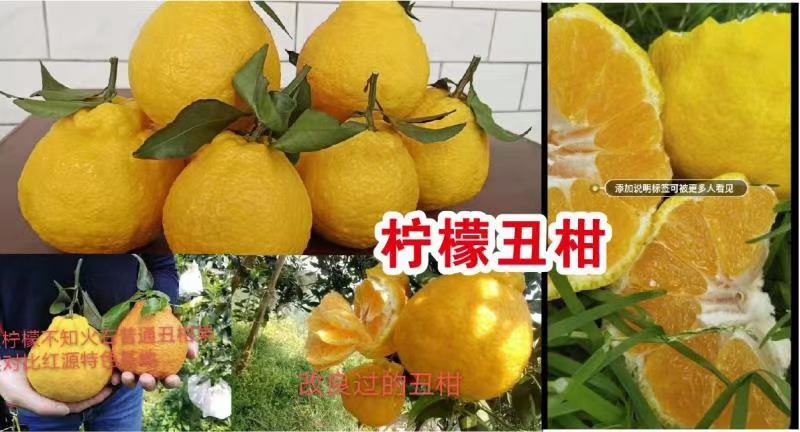 柠檬不知火柑橘苗，晚熟品种，四月中旬上市。脆甜，宜运输。