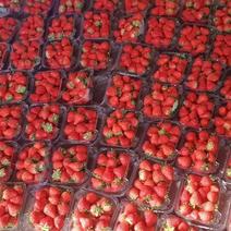小汤山红颜草莓