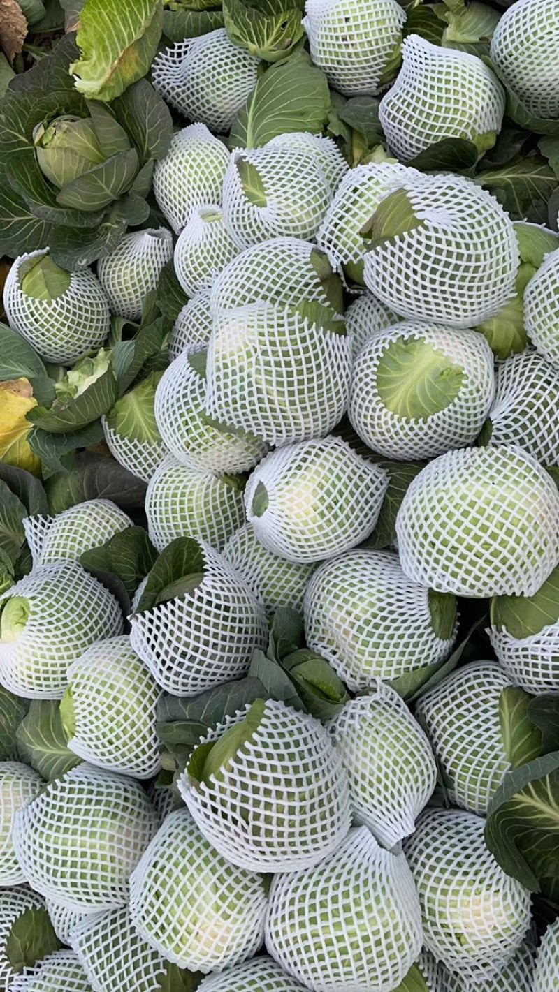甘蓝包菜走车价绿甘蓝精品甘蓝大量上市基地供应