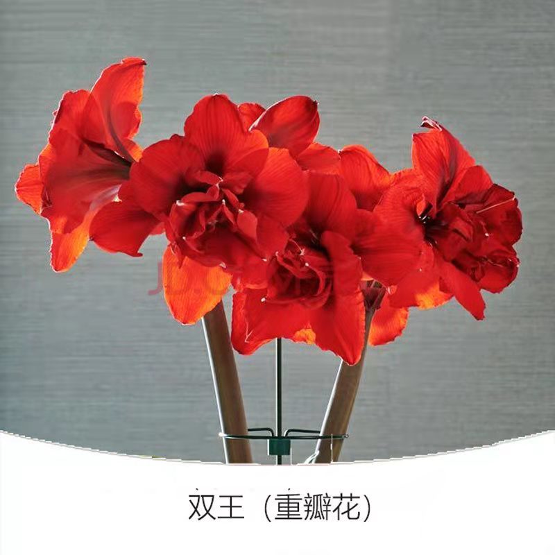 朱顶红种球荷兰进口多年生宿根花卉球根重瓣朱顶红混色种球