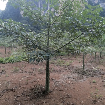 大腹木棉12～15公分出售