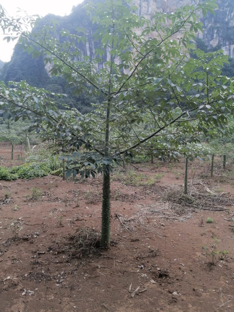 大腹木棉12～15公分出售