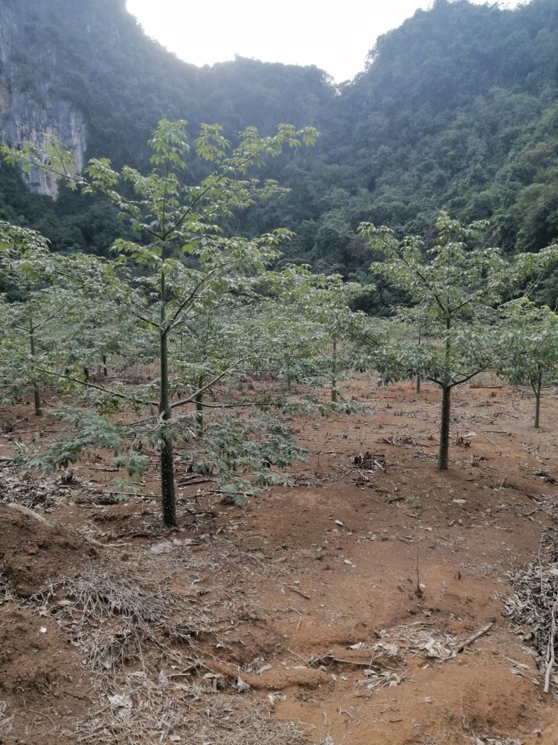 大腹木棉12～15公分出售