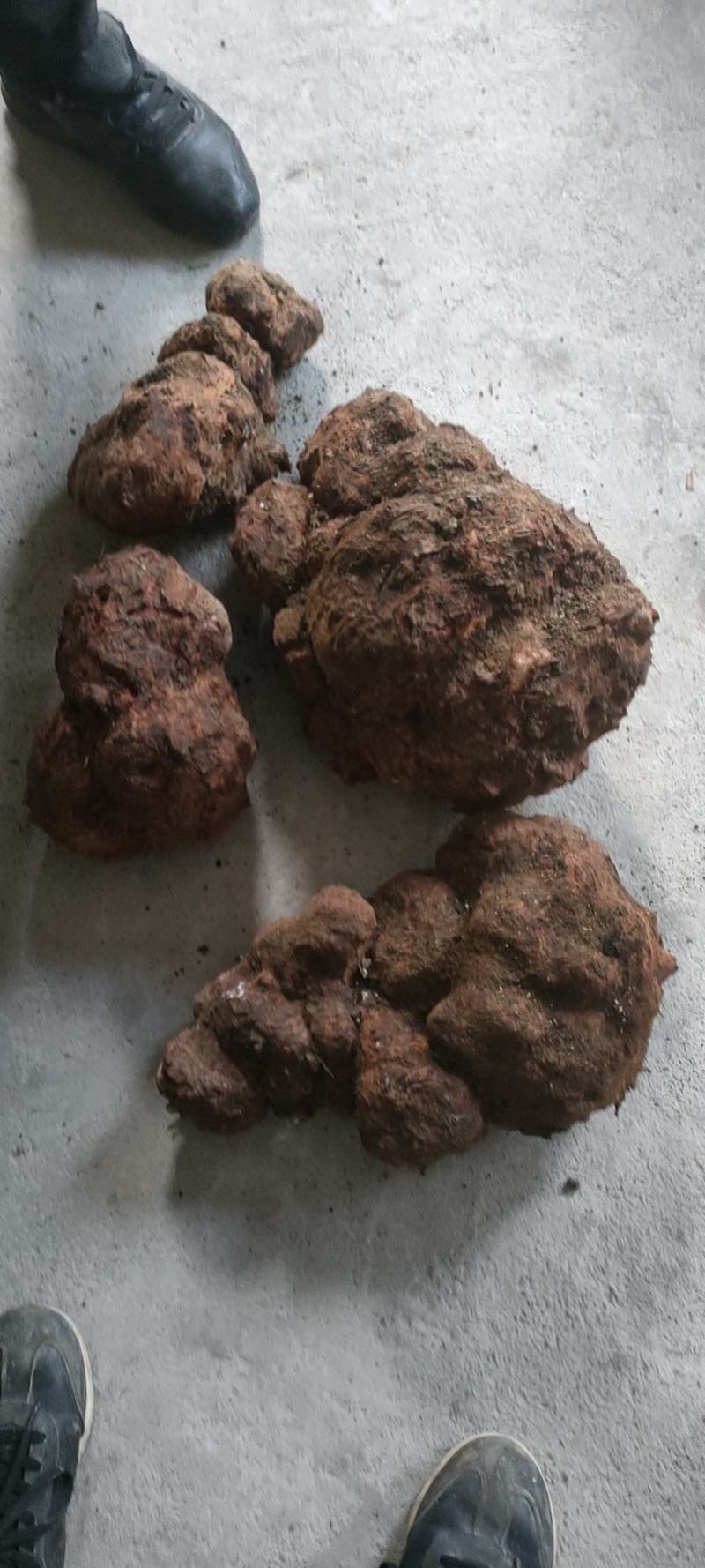 茯苓菌种，厂家直销量大从优合适请视频看货