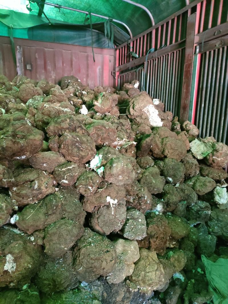 茯苓菌种，厂家直销量大从优合适请视频看货