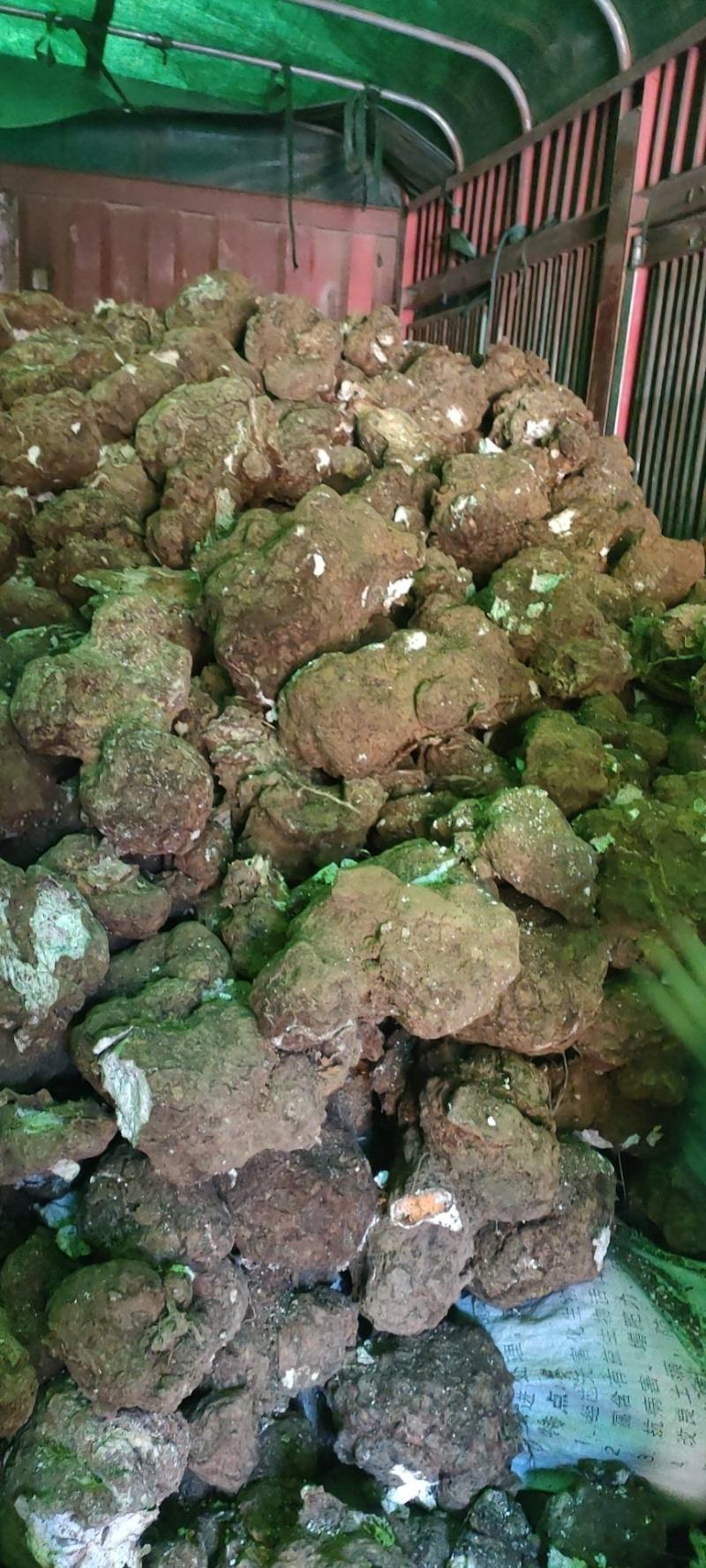 茯苓菌种，厂家直销量大从优合适请视频看货
