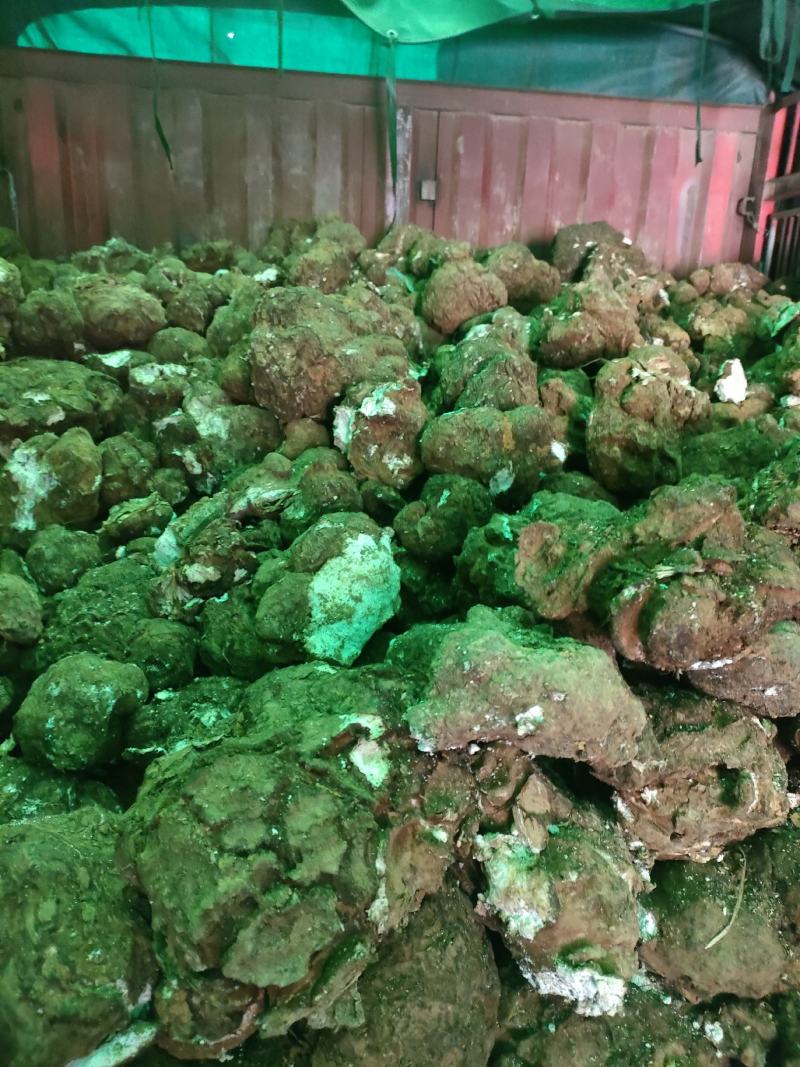 茯苓菌种，厂家直销量大从优合适请视频看货