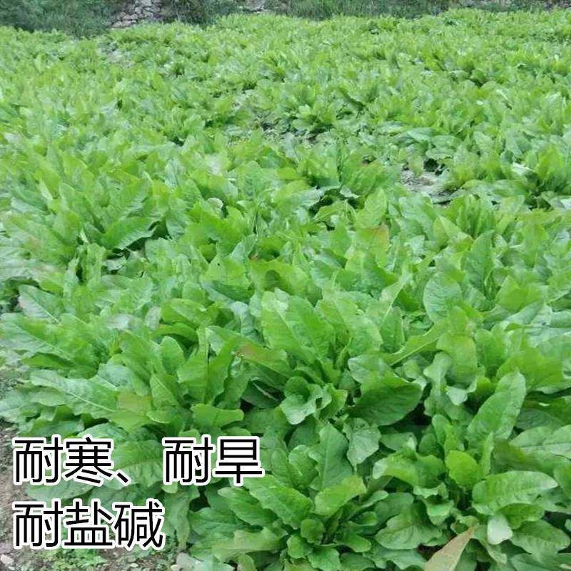 菊苣种籽养殖大叶多年生四季牧草种子鱼羊牛兔鸡鸭鹅猪草种孑