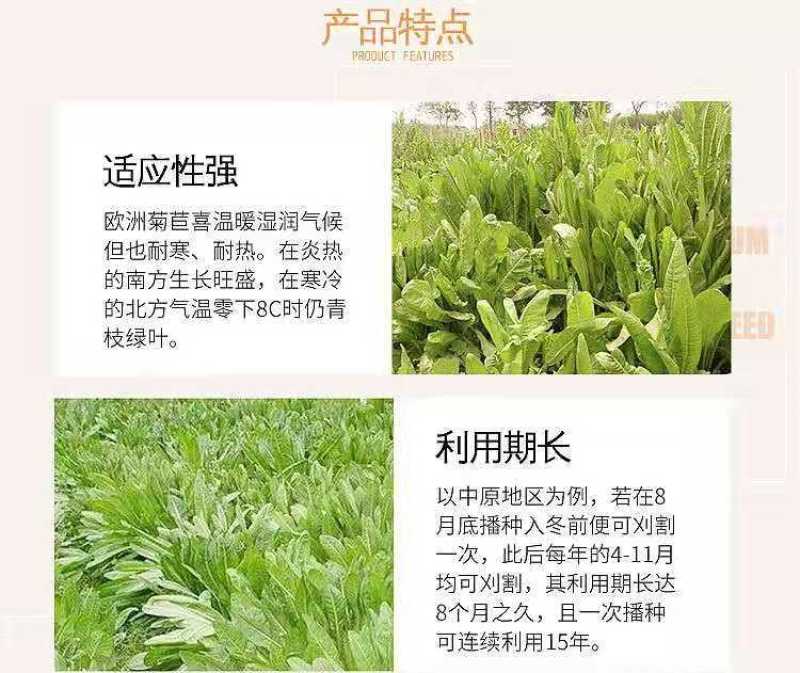 菊苣种籽养殖大叶多年生四季牧草种子鱼羊牛兔鸡鸭鹅猪草种孑