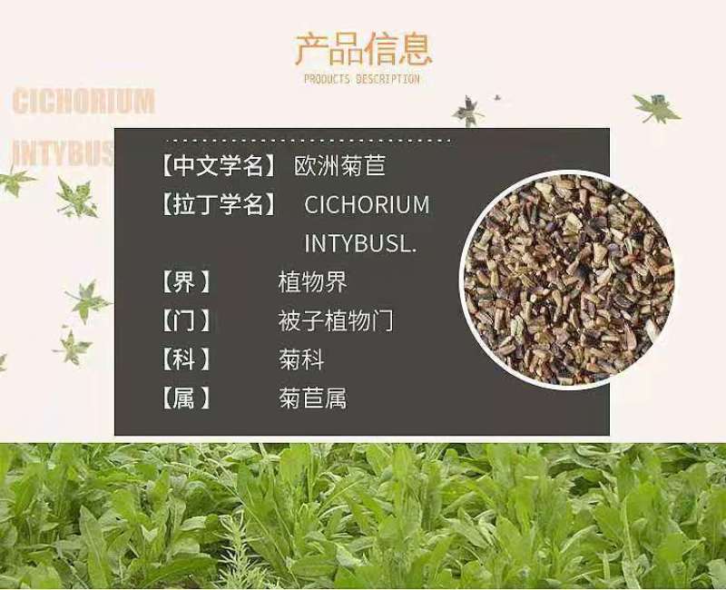 菊苣种籽养殖大叶多年生四季牧草种子鱼羊牛兔鸡鸭鹅猪草种孑