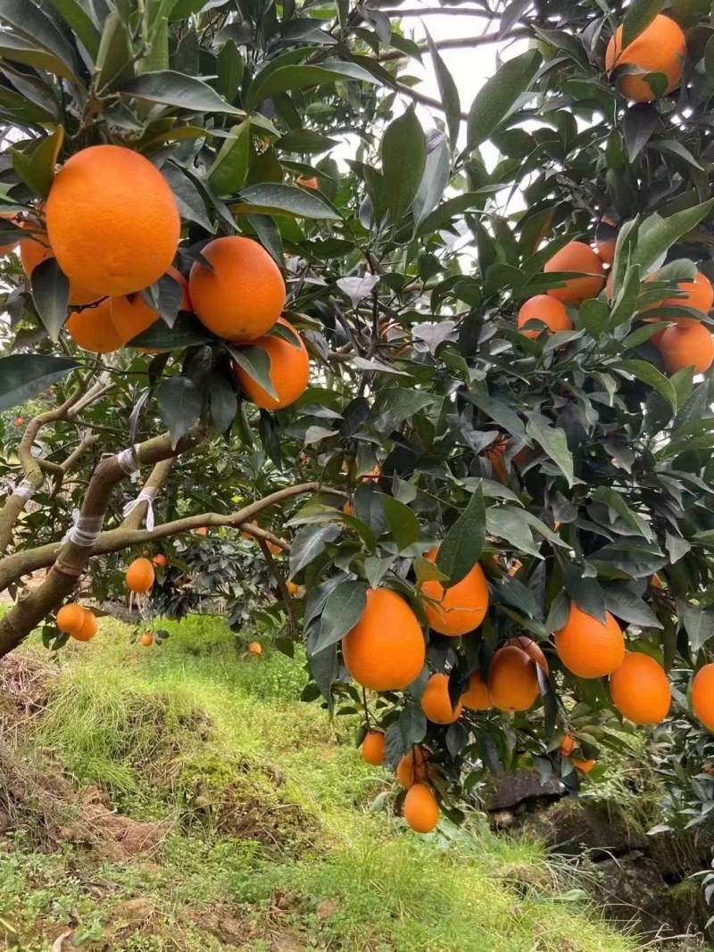 秭归长虹脐橙果大皮薄口感纯甜，诚信为本产地直销