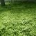 扁豆四季豆白不老无筋豆统货赶大集摆地摊,社区平台专用