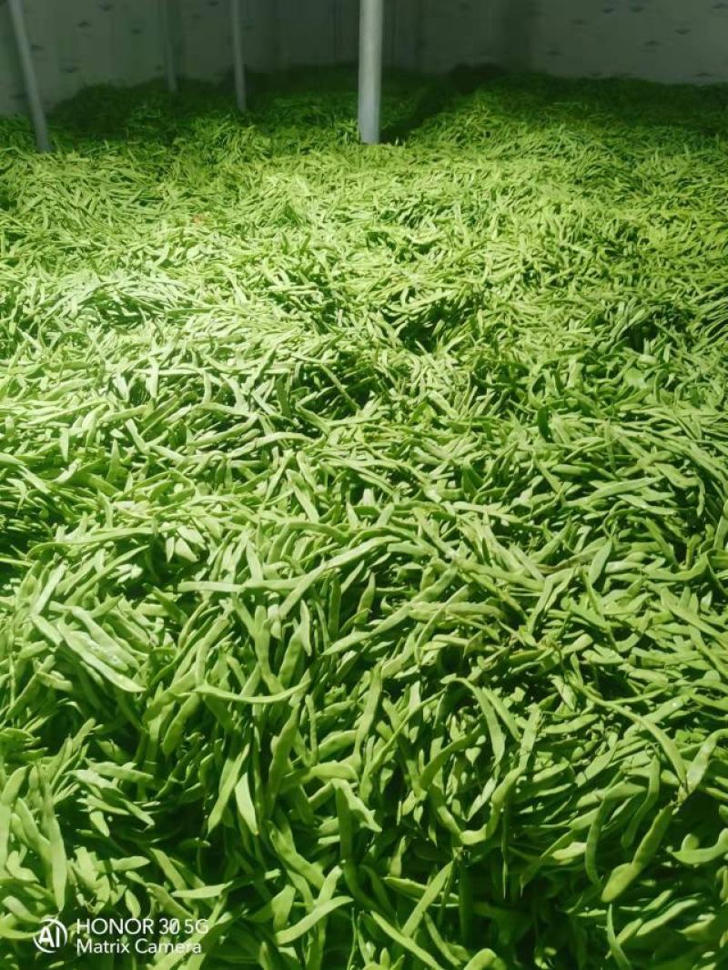 扁豆四季豆白不老无筋豆统货赶大集摆地摊，社区平台专用
