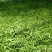 扁豆四季豆白不老无筋豆统货赶大集摆地摊,社区平台专用