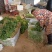 现采新鲜蒜苗