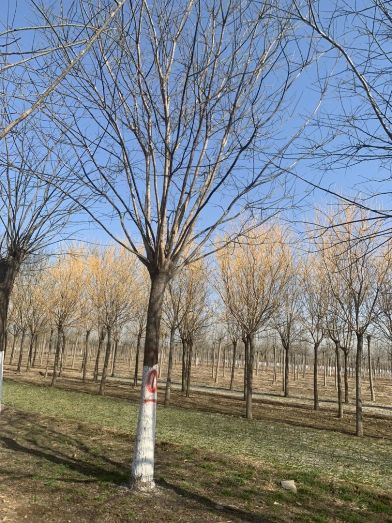 国槐18公分8公分到80公分规格齐全质量保证诚信第一