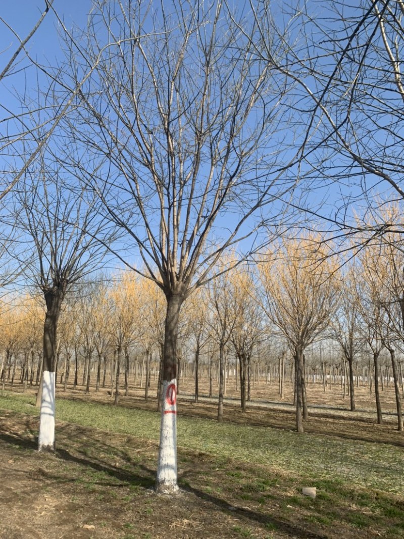 国槐18公分8公分到80公分规格齐全质量保证诚信第一