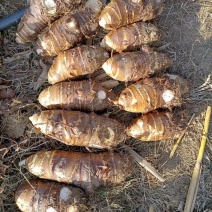 人头芋子香芋大量上市需要的老板客商我