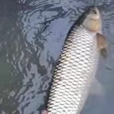 草鱼