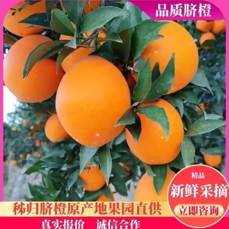 精品纽荷尔脐橙，正宗江边橙，果大，皮薄肉厚，多汁，美味