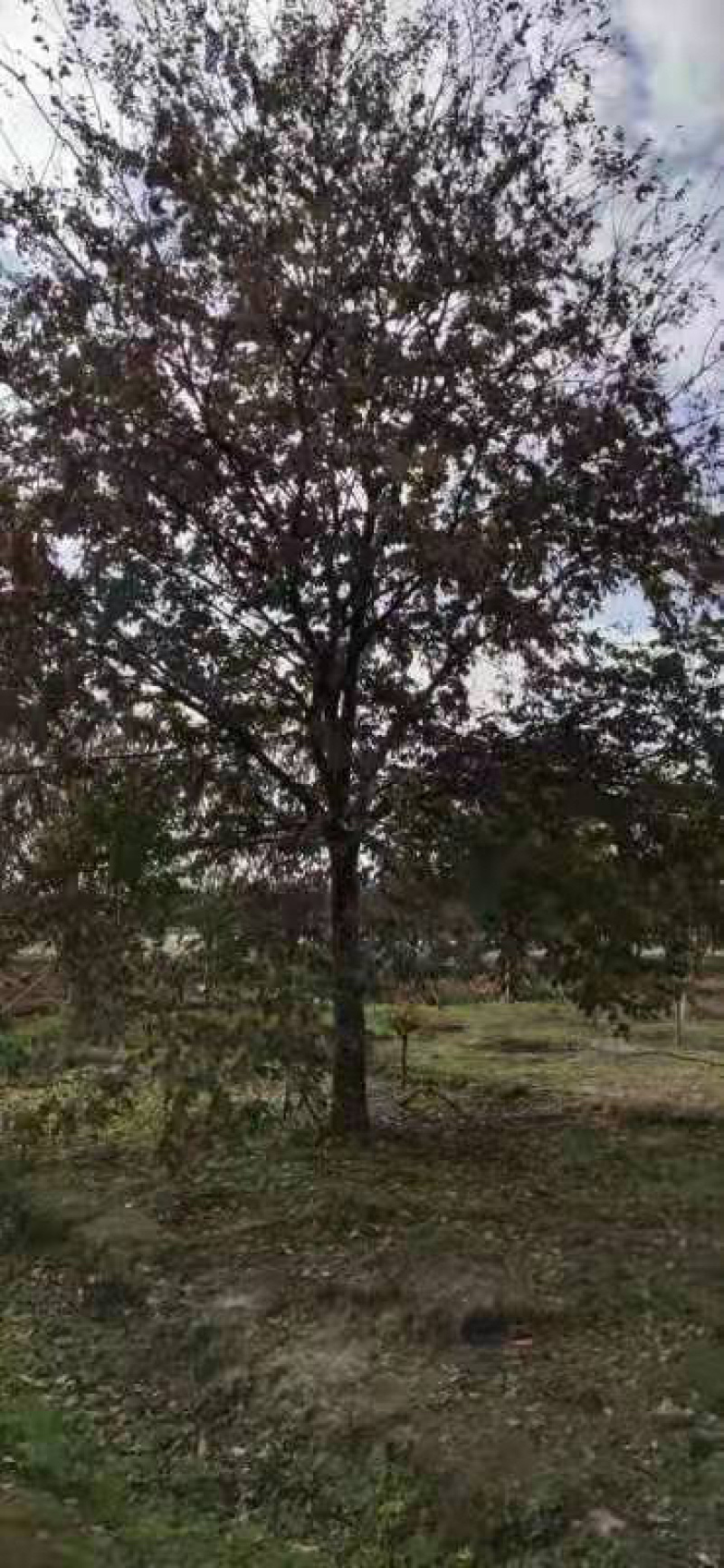 榉树18公分12公分15公分18公分20公分22公分量大