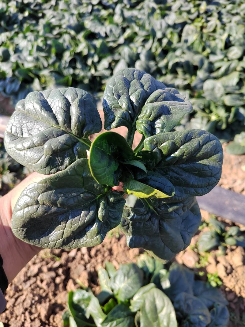 【地趴菠菜】菠菜地趴散装菠菜河南基地直发对接商超来电优惠