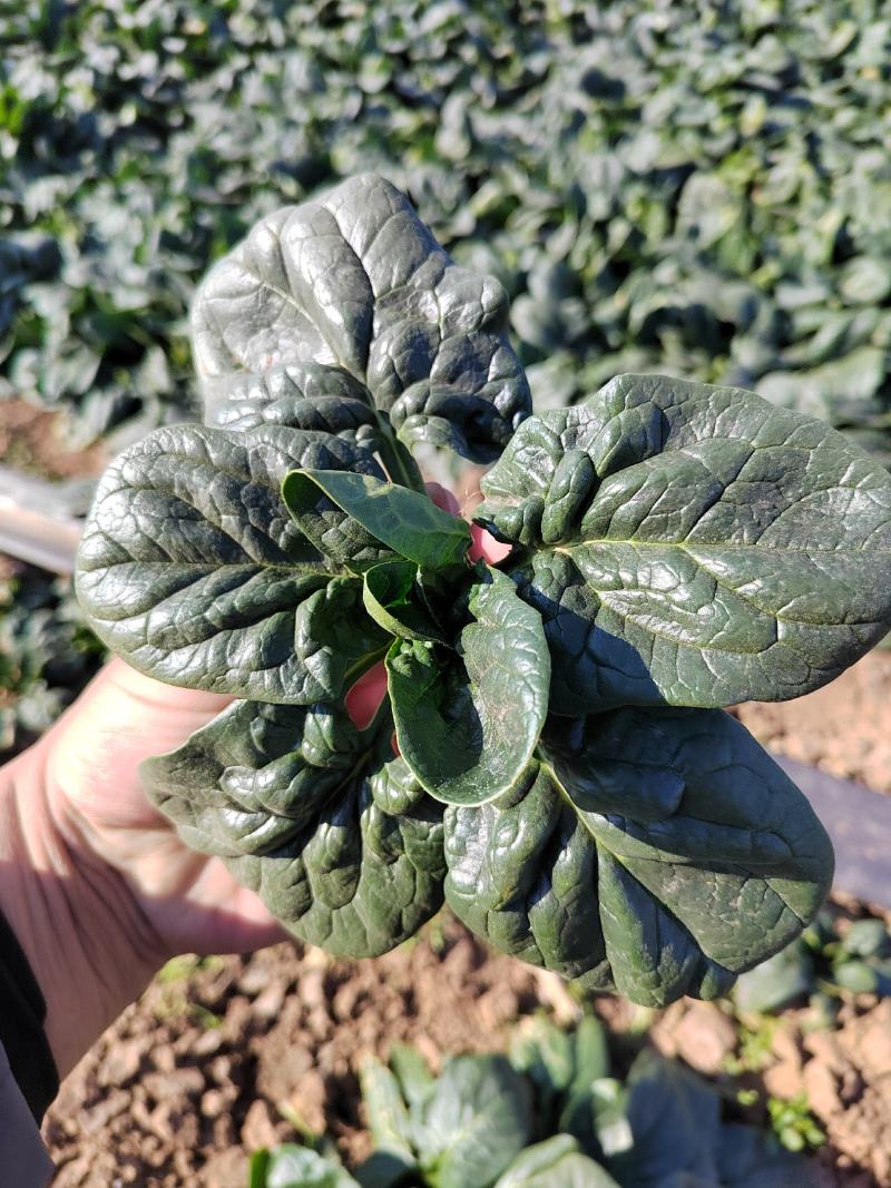 【地趴菠菜】菠菜地趴散装菠菜河南基地直发对接商超来电优惠