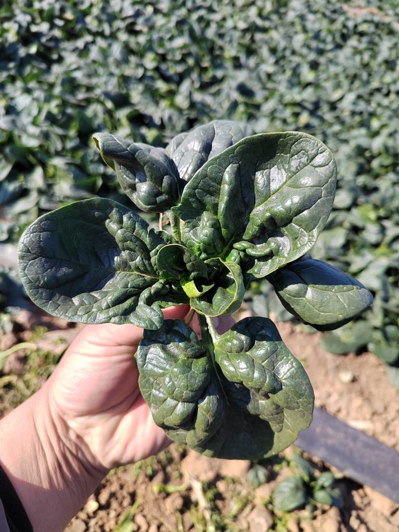 【地趴菠菜】菠菜地趴散装菠菜河南基地直发对接商超来电优惠
