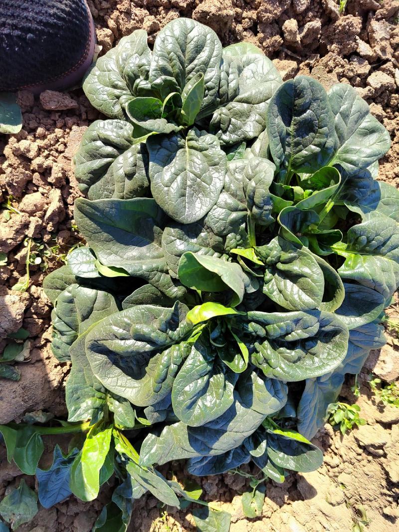 【地趴菠菜】菠菜地趴散装菠菜河南基地直发对接商超来电优惠