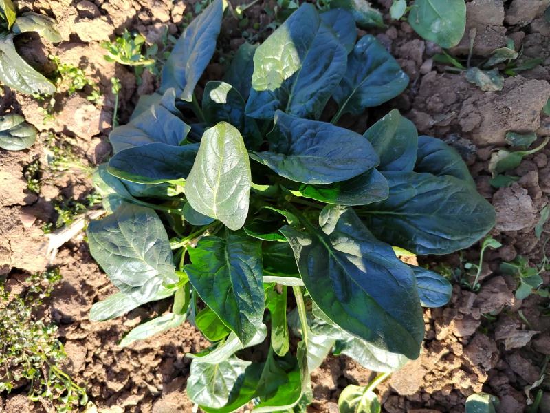 【地趴菠菜】菠菜地趴散装菠菜河南基地直发对接商超来电优惠