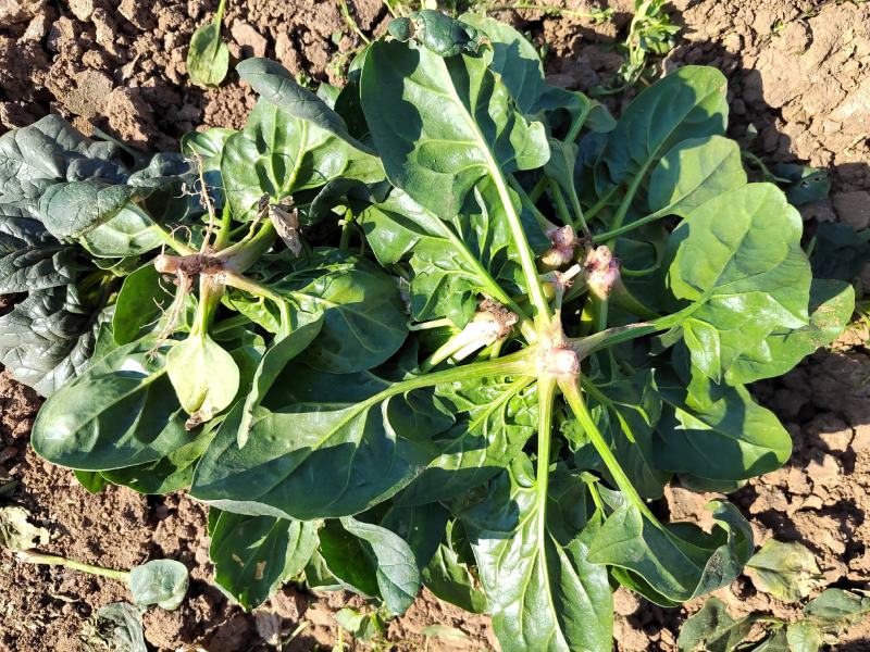 【地趴菠菜】菠菜地趴散装菠菜河南基地直发对接商超来电优惠