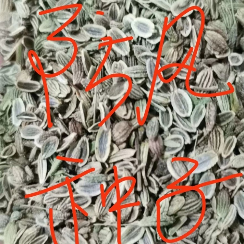 二零二一纯新秄，精品防风秄，防风条子，批发