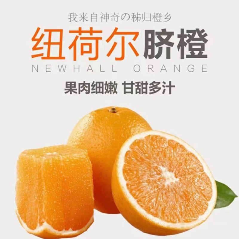精品九月红，纽荷尔，长虹脐橙产地直销，现摘现发，纯江边