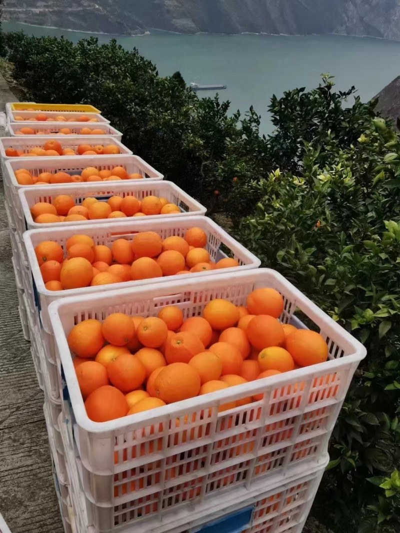 精品九月红，纽荷尔，长虹脐橙产地直销，现摘现发，纯江边