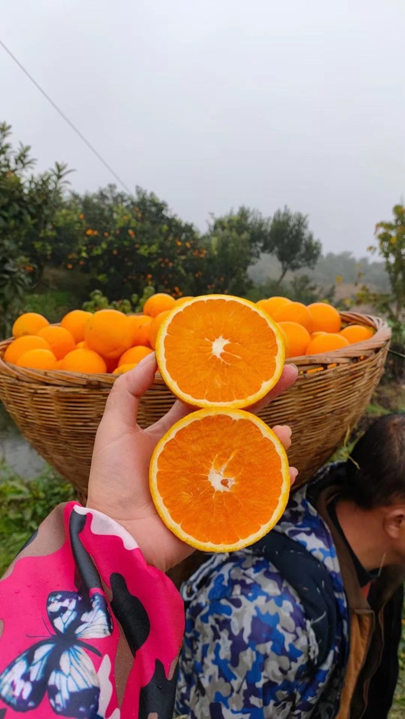 精品九月红，纽荷尔，长虹脐橙产地直销，现摘现发，纯江边