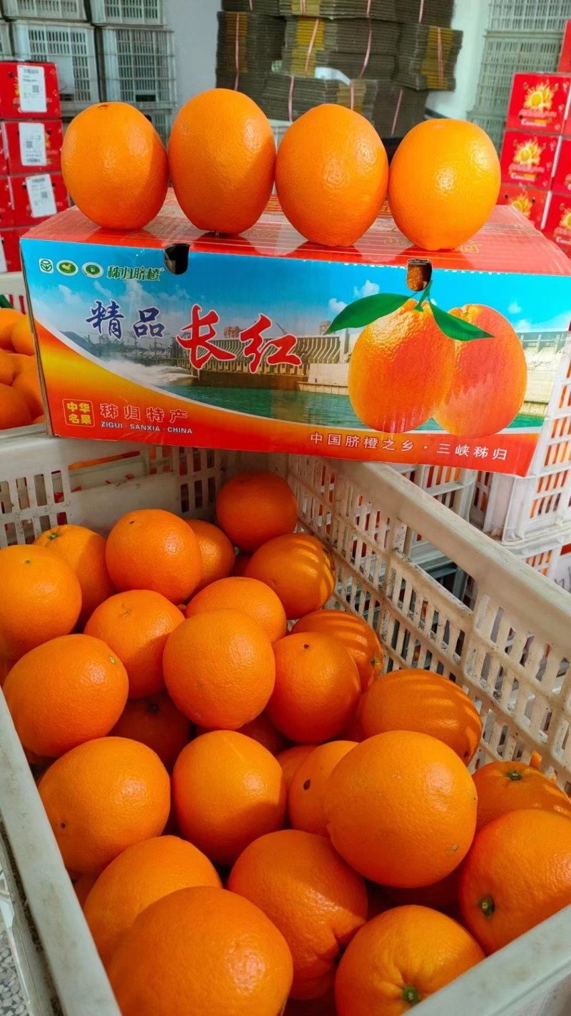 精品九月红，纽荷尔，长虹脐橙产地直销，现摘现发，纯江边