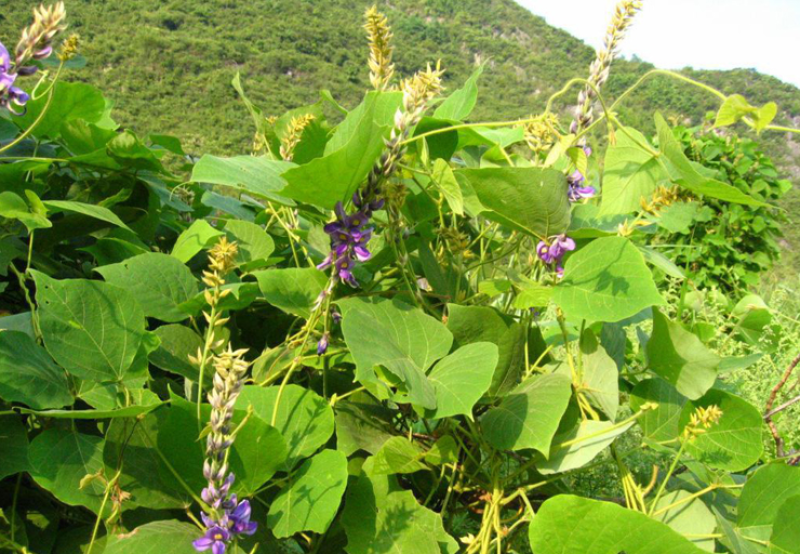 葛藤护坡种子护坡草籽百花银背藤野葛巩固沙土边坡绿化园林